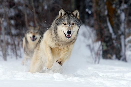 wolves-snow.jpg